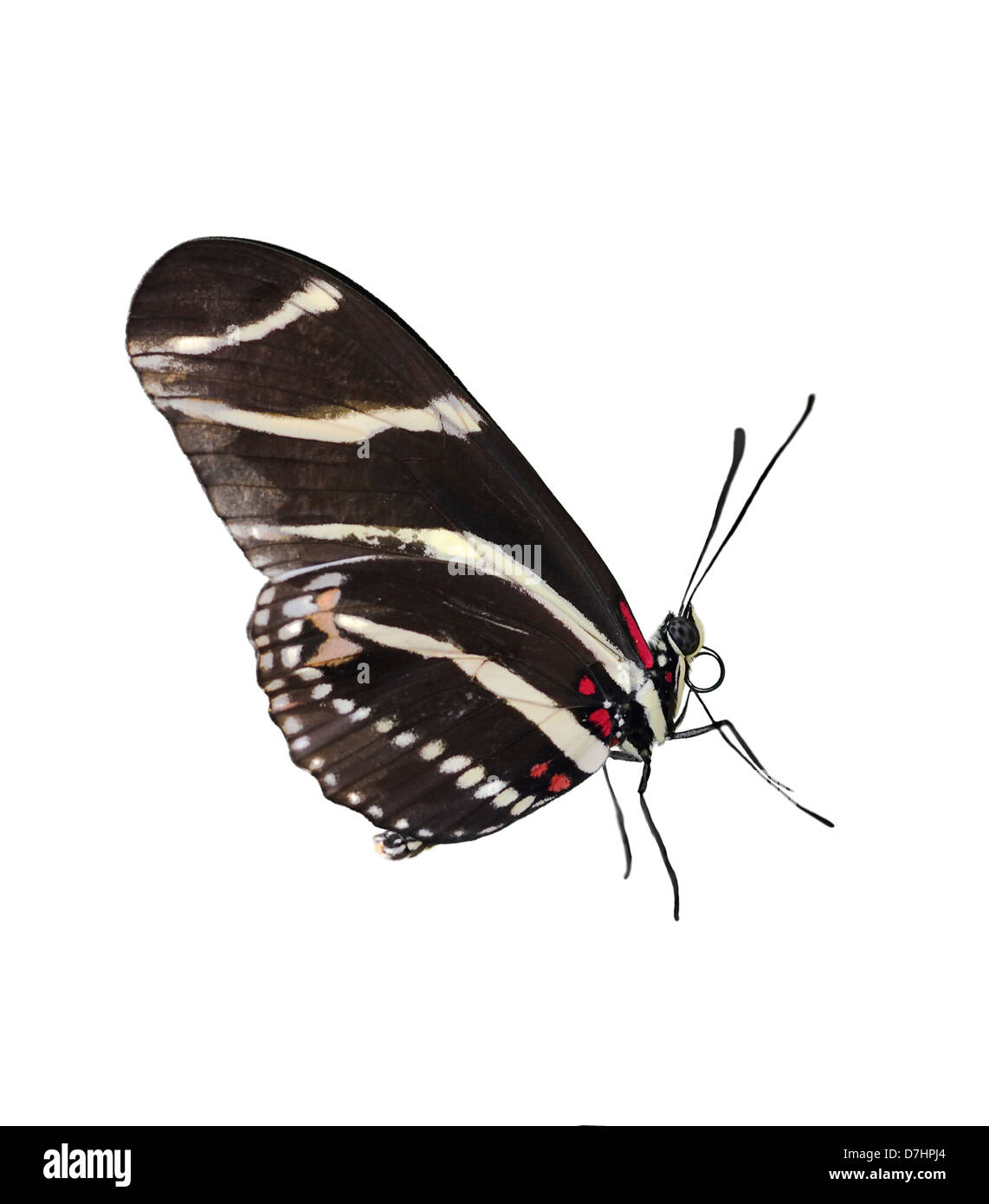 Zebra Longwing (Heliconius Charitonius) Butterfly On White Background Stock Photo