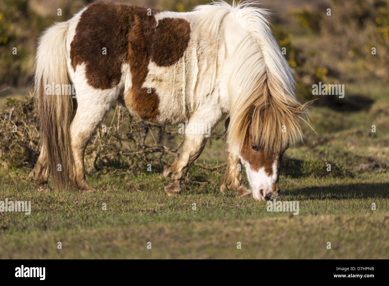 New Forest native breed brown and white skewbald pony grazing in warm evening light Stock Photo