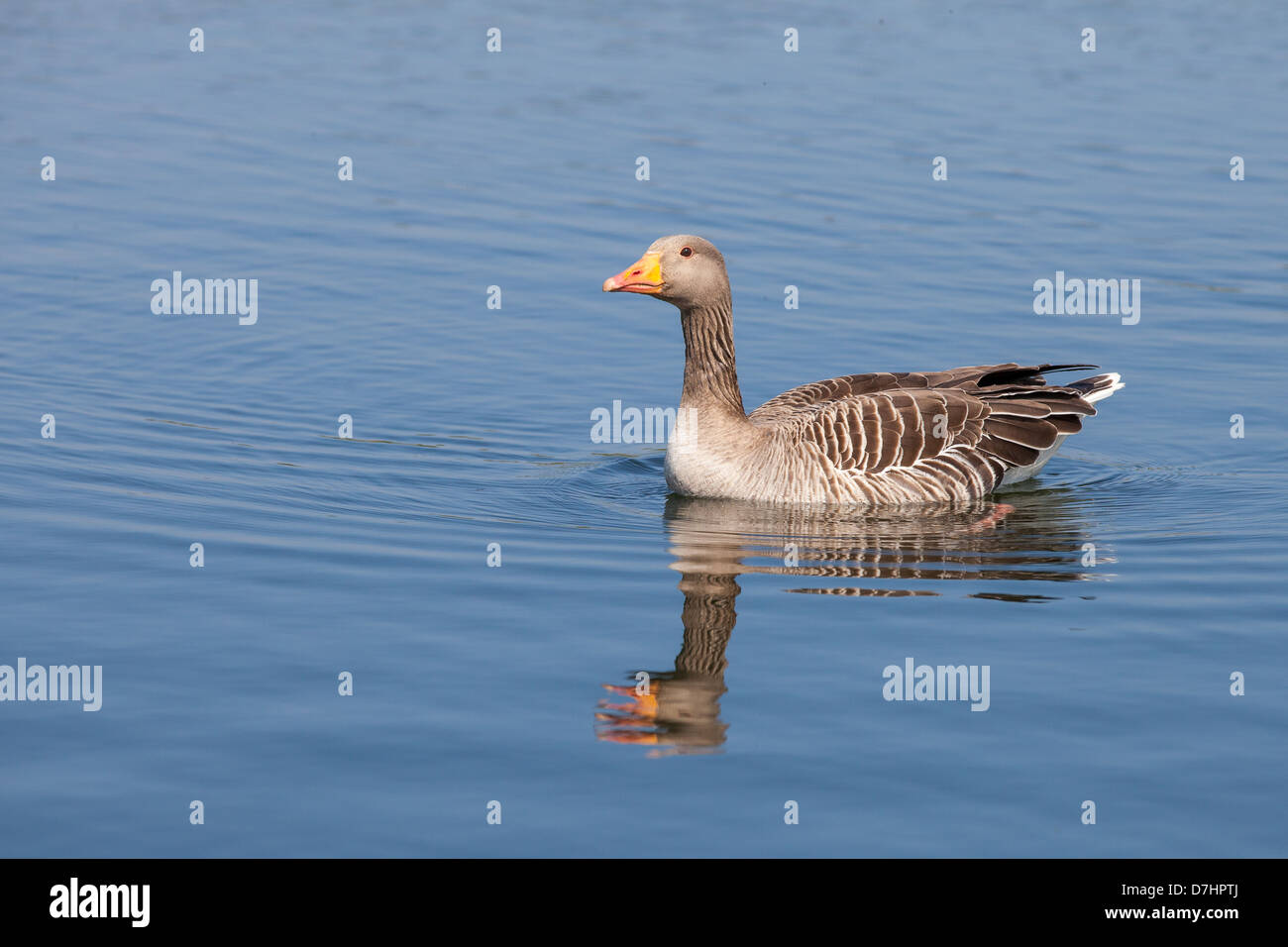 Greylag Goose, also known as Graylag Stock Photo