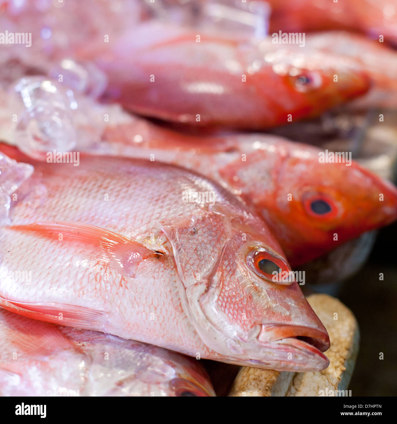 lapu lapu red snapper and tuna seafood on asian market stock photo alamy https www alamy com stock photo lapu lapu red snapper and tuna seafood on asian market 56324821 html