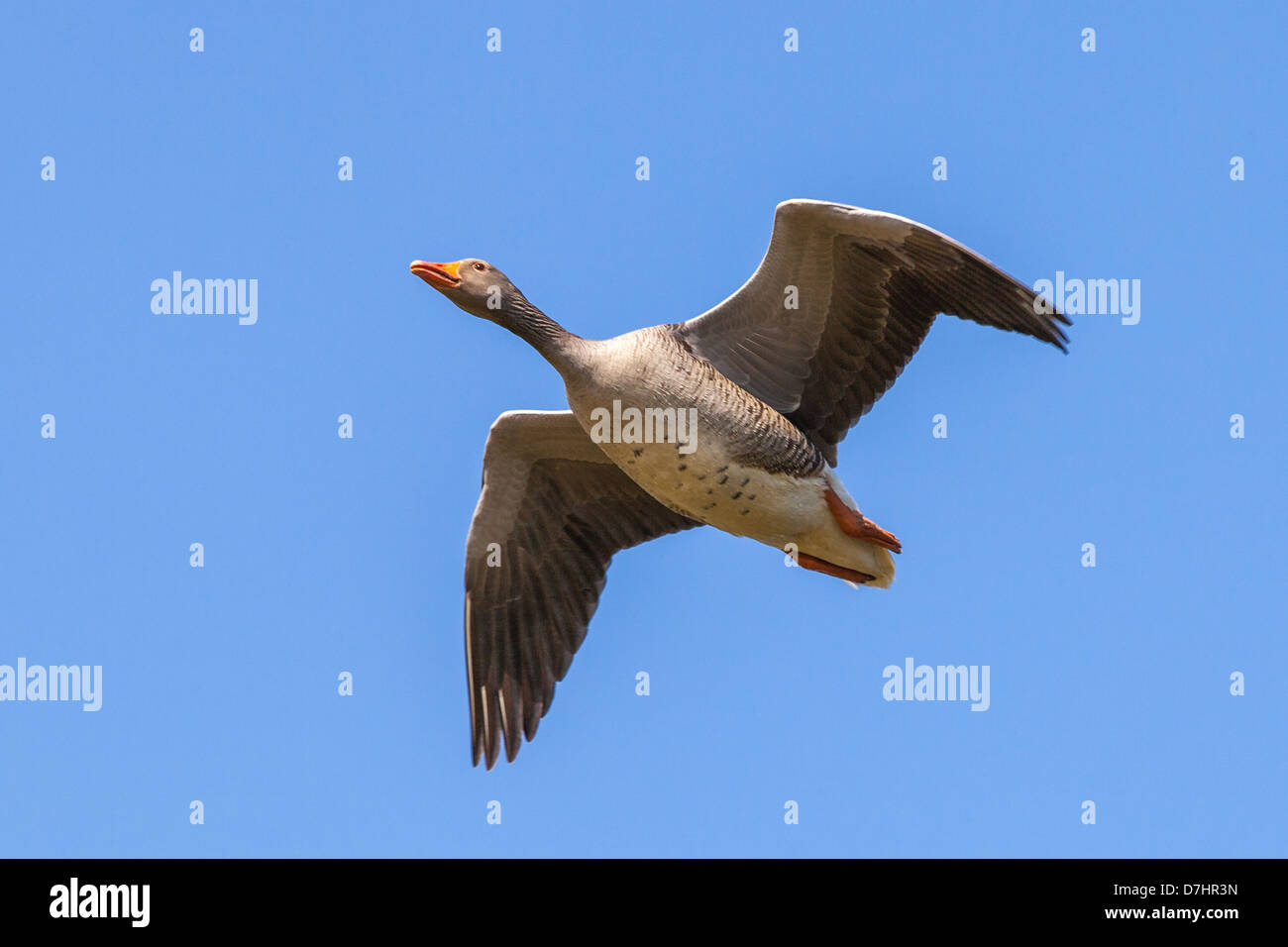 Greylag Goose, also known as Graylag, in flight Stock Photo Alamy