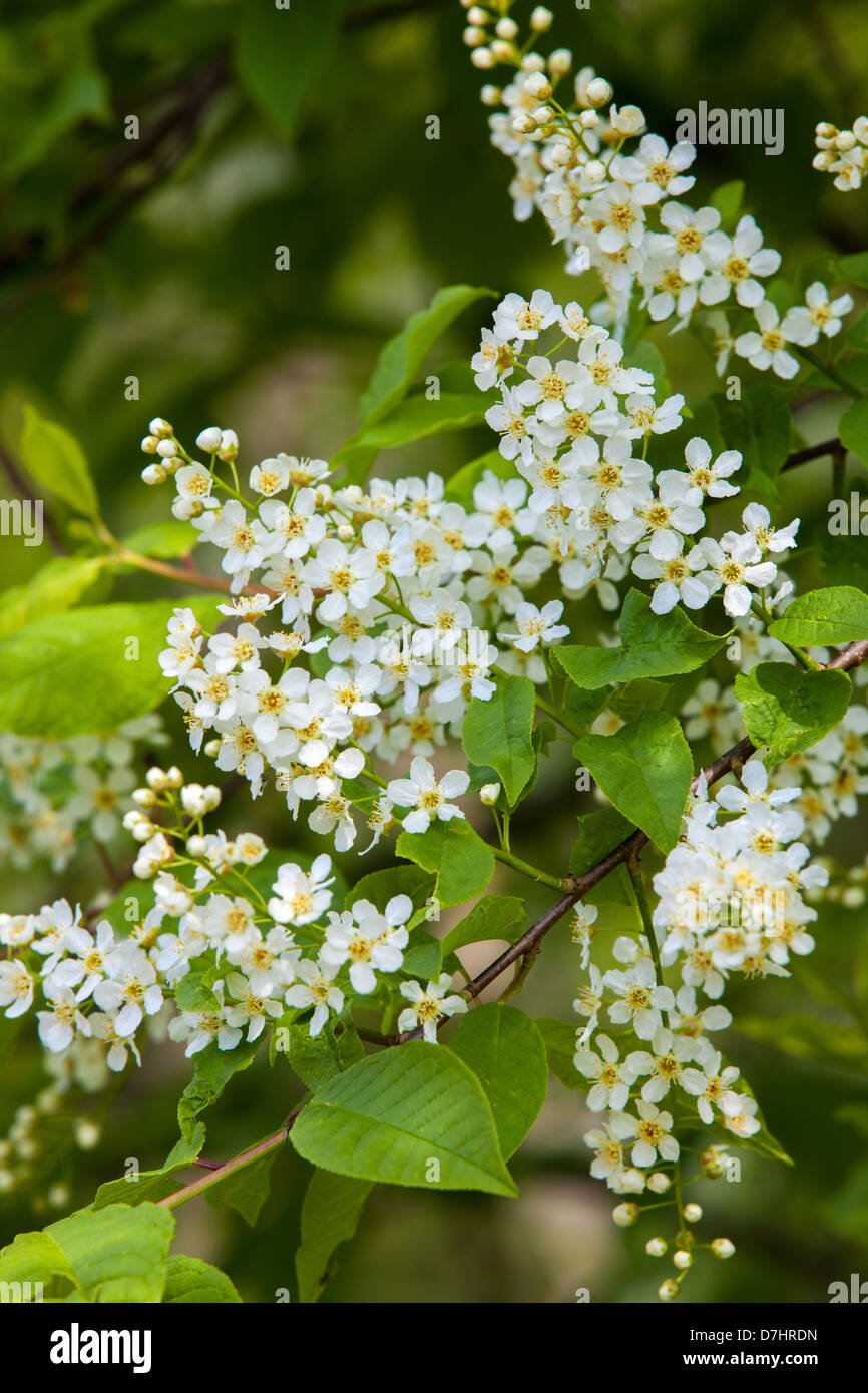 Bird Cherry Blossom Stock Photo