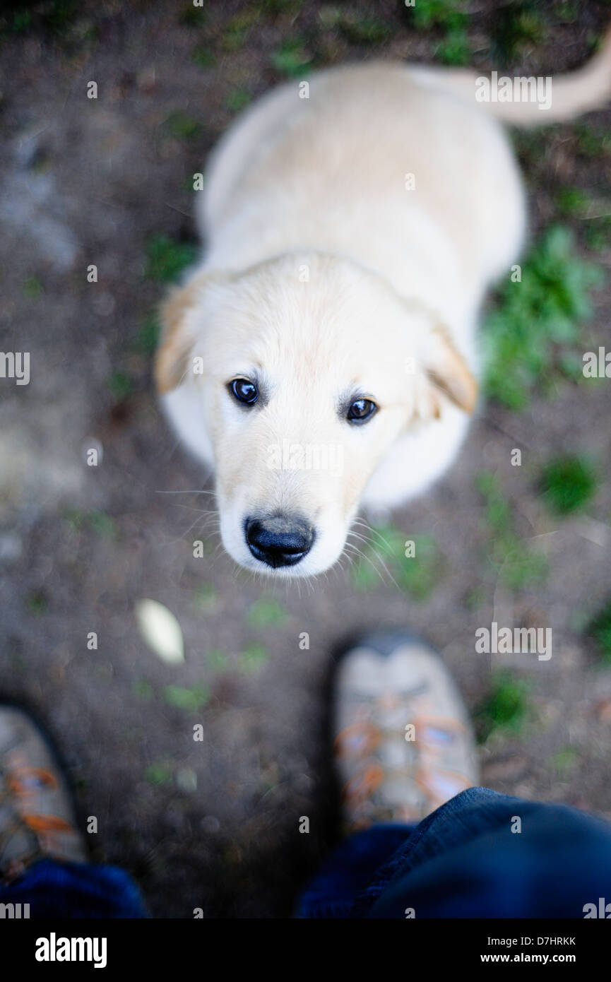 puppies of golden retriever playing in the garden Stock Photo - Alamy