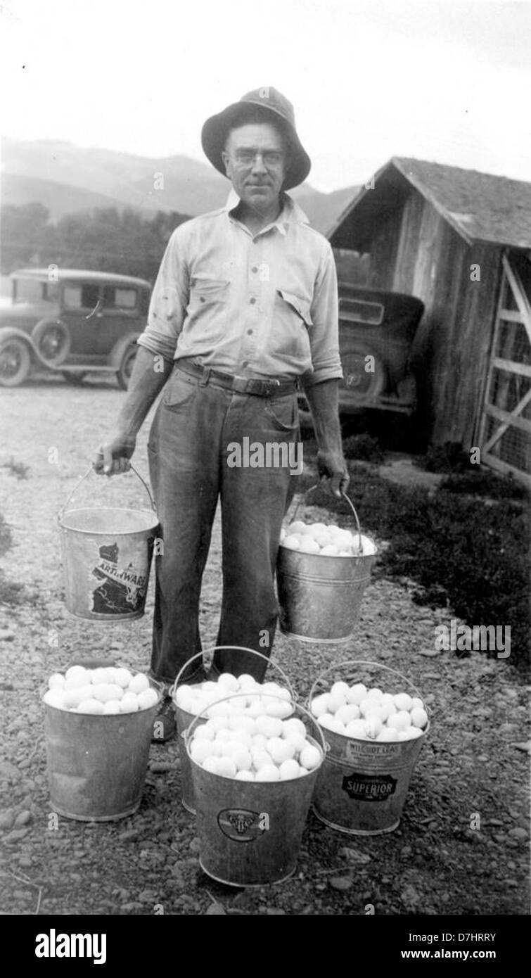 Eggs, Roseburg, Douglas County, circa 1925 Stock Photo