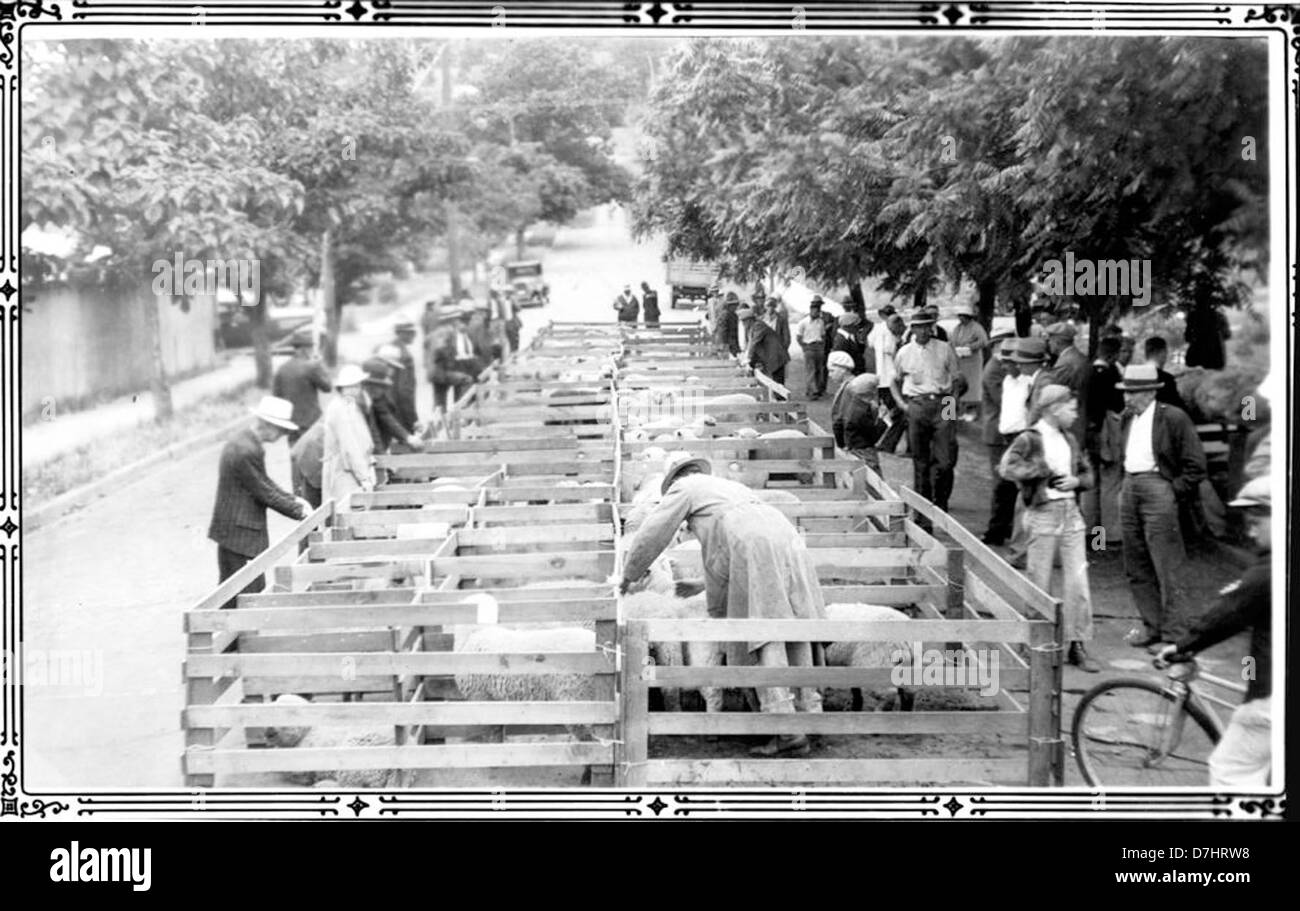 Douglas County Fat Lamb Show, ca. 1934 Stock Photo