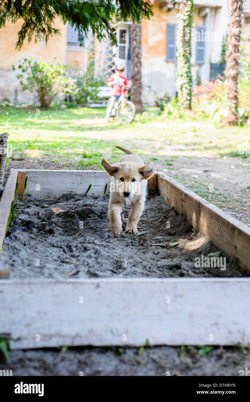 puppies of golden retriever playing in the garden Stock Photo - Alamy