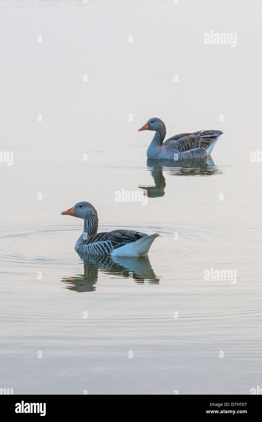 Greylag Geese, also known as Graylag Stock Photo