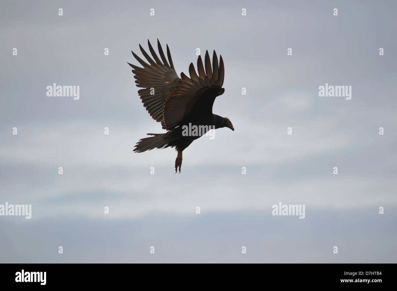 Black Vulture ,Ushuaia, Hunting over colony of Sea Lions and Cormorants Stock Photo