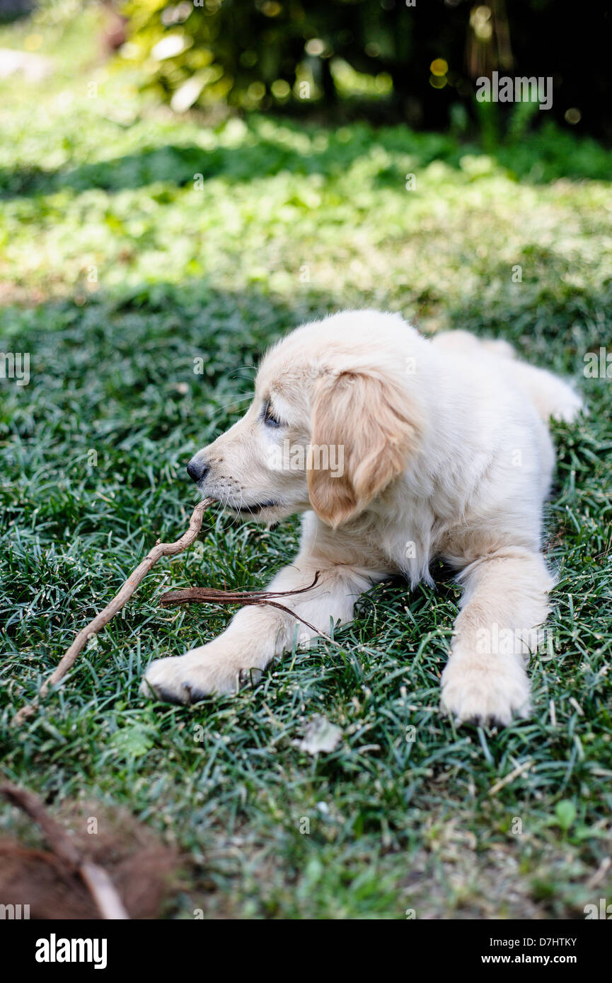 puppies of golden retriever playing in the garden Stock Photo - Alamy