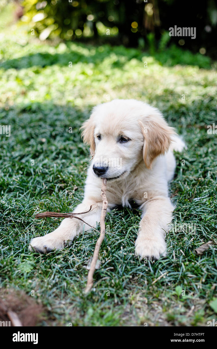 puppies of golden retriever playing in the garden Stock Photo - Alamy