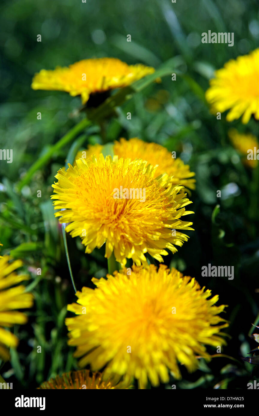 Golden yellow dandelions flowers or weeds Scientific name Taraxacum
