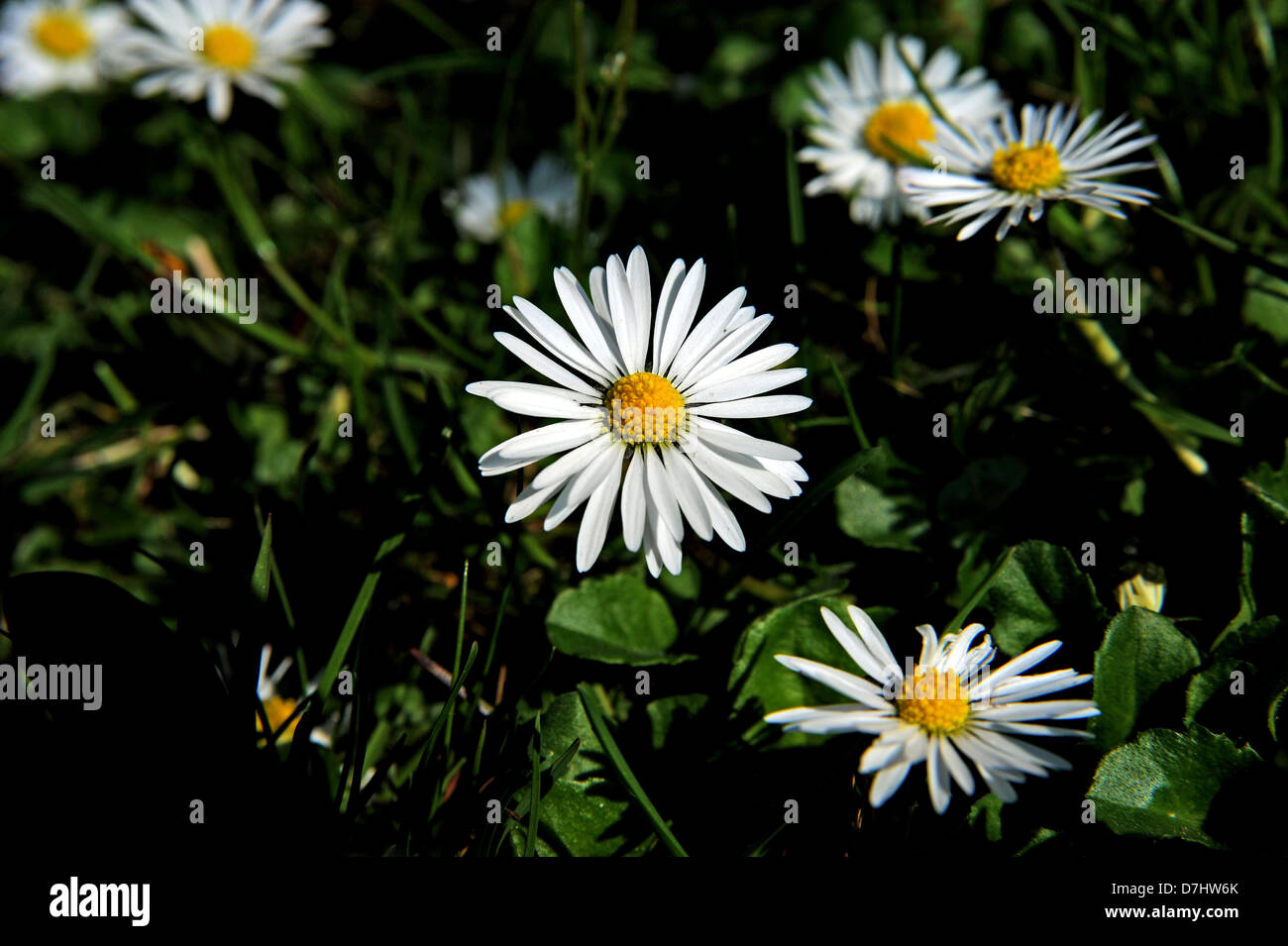 Common Garden Lawn Daisy scientific name Bellis perennis Photograph
