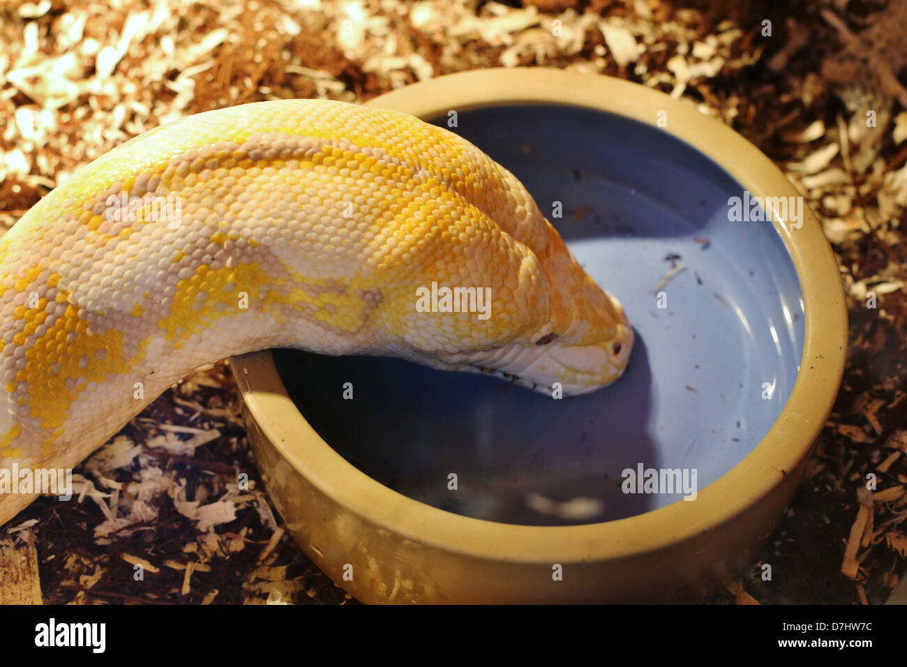 https://c8.alamy.com/comp/D7HW7C/a-captive-python-snake-drinking-water-out-of-a-dish-D7HW7C.jpg