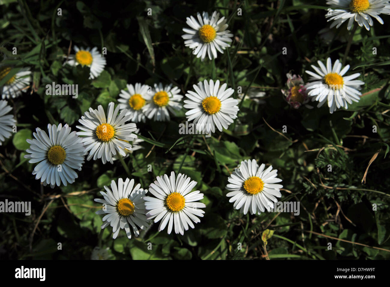 Common Garden Lawn Daisy scientific name Bellis perennis Photograph