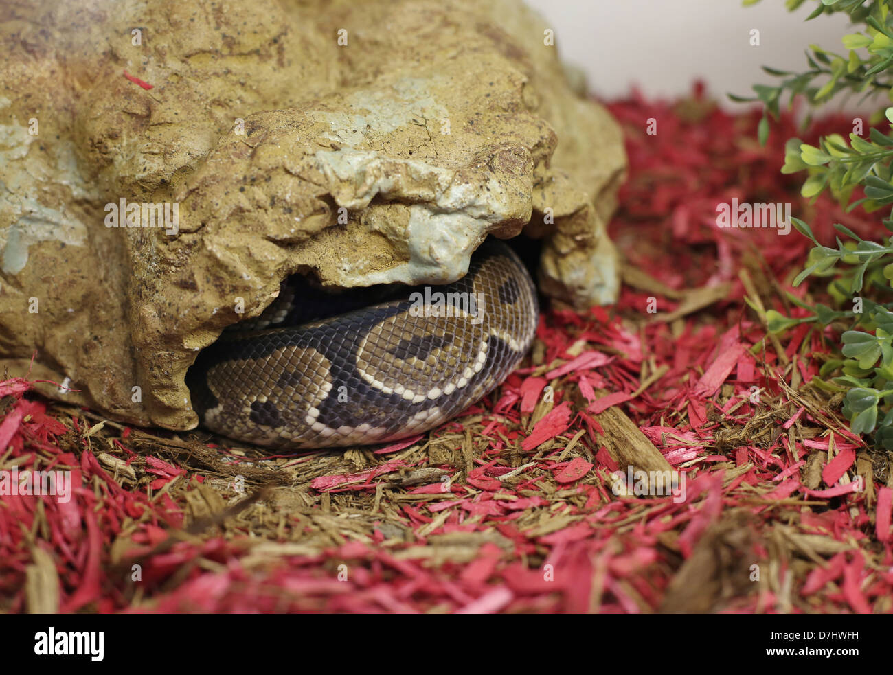 A captive snake in a rock hide Stock Photo Alamy