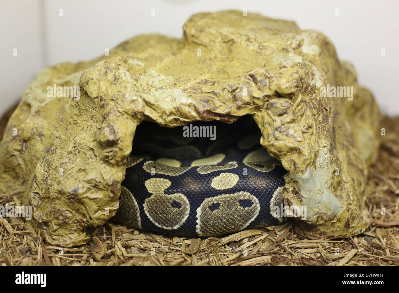 A captive snake in a rock hide Stock Photo Alamy