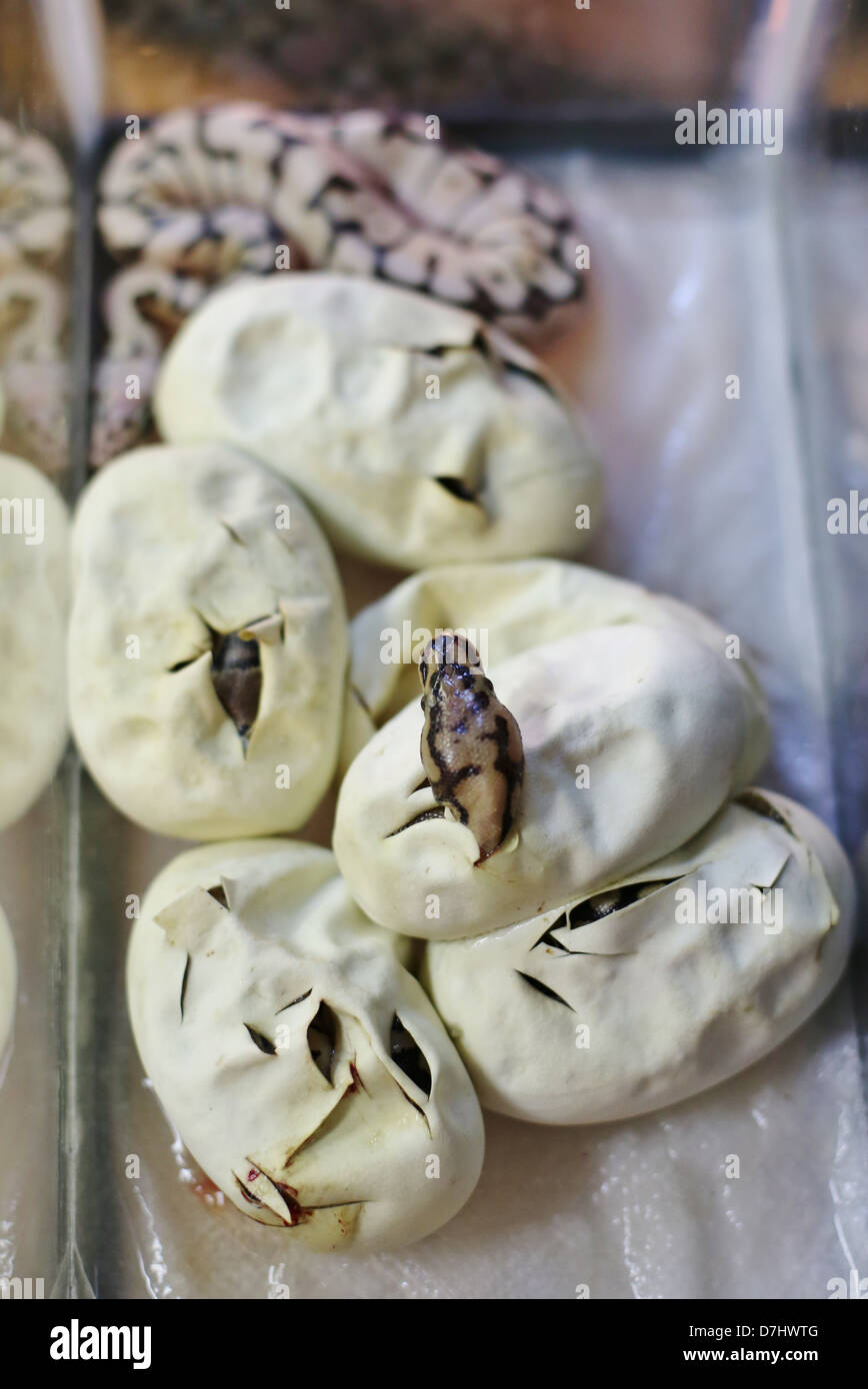 A clutch of python eggs hatching Stock Photo Alamy