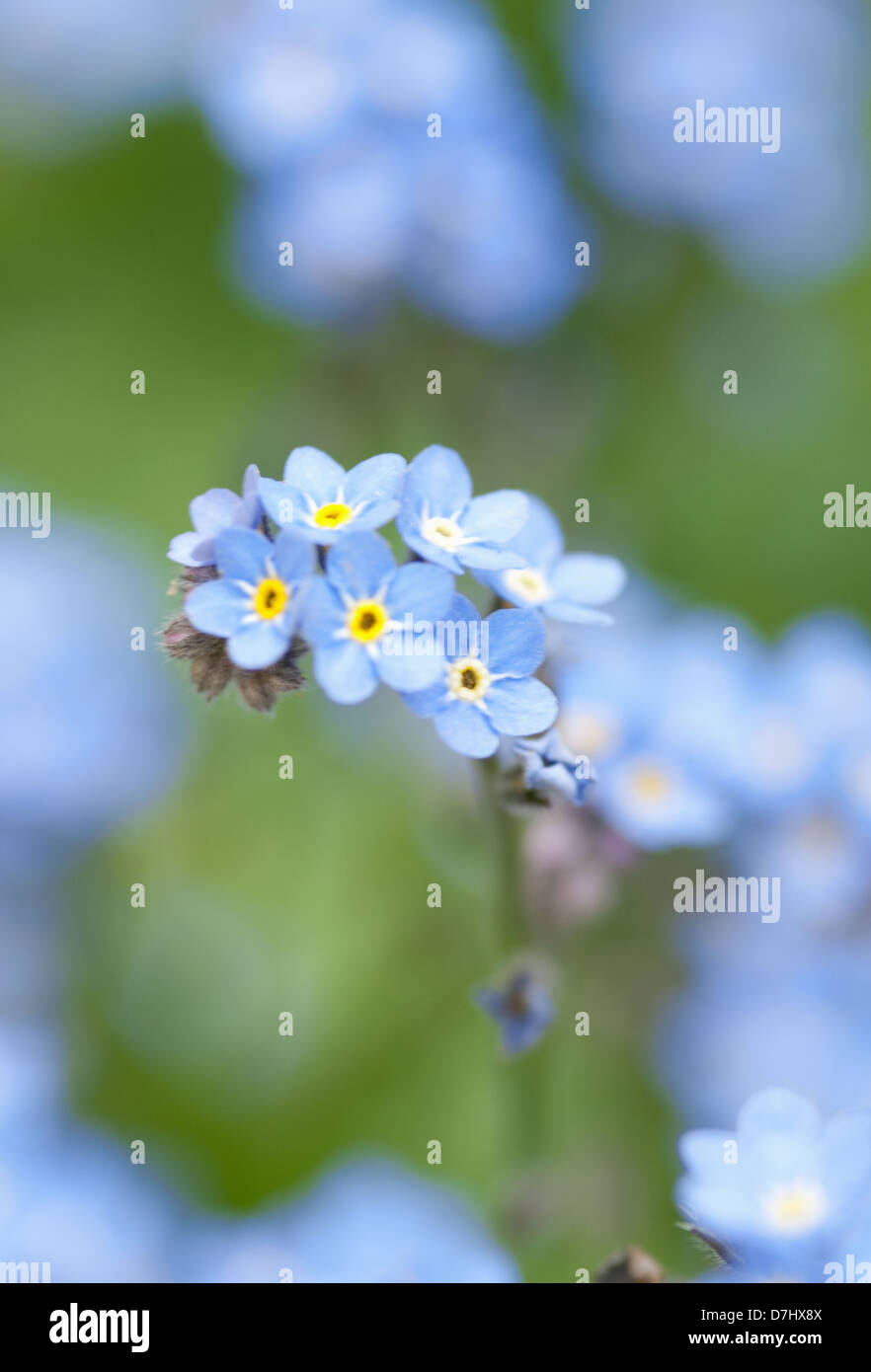 Close up floral image of the blue petals of a me not flower