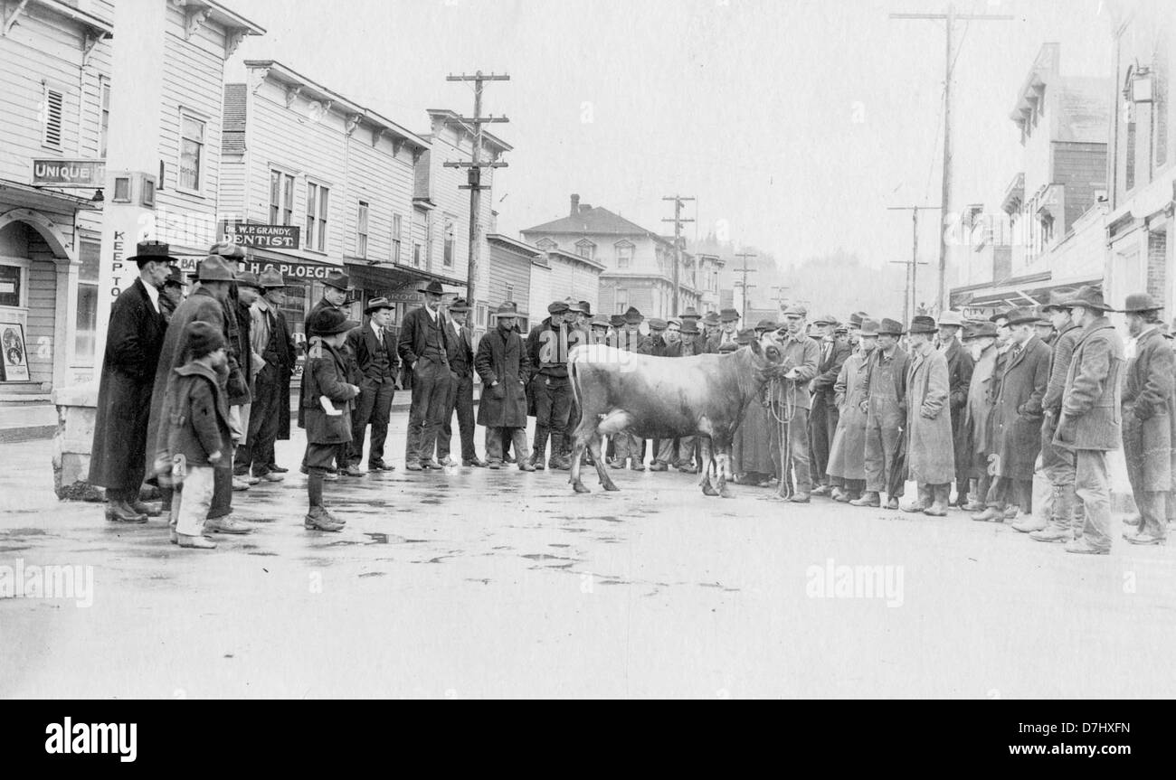 Cattle judging, Coquille OR., Coos County Stock Photo