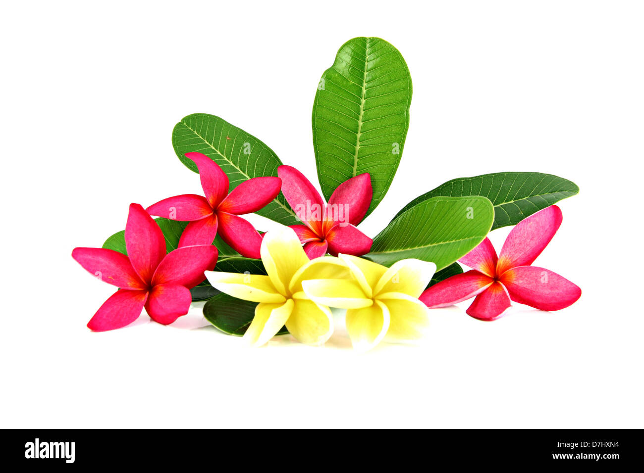 Red and yellow frangipani colors and leaves on a white background. Stock Photo