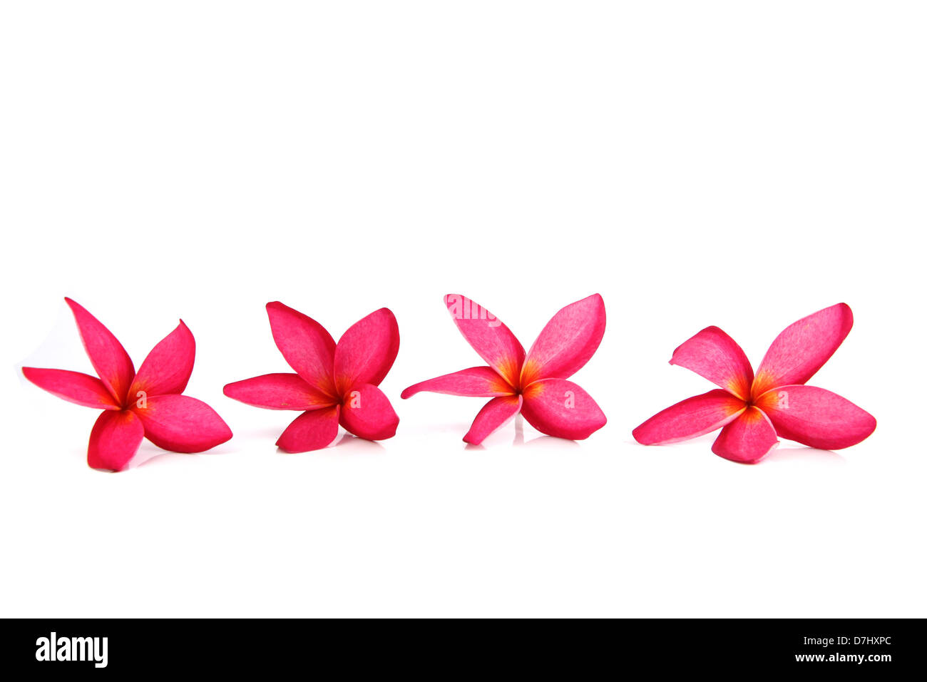 The Red frangipani Colors on a white background. Stock Photo