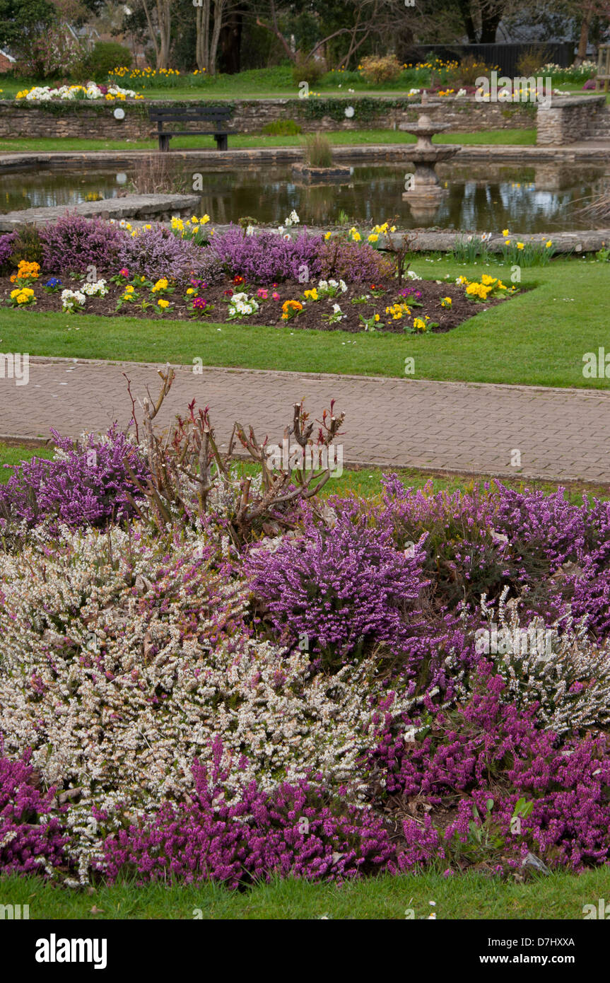 flower beds in public park, polyanthus, white heather, purple heather, bright day, spring, grassed area. block pavement Stock Photo