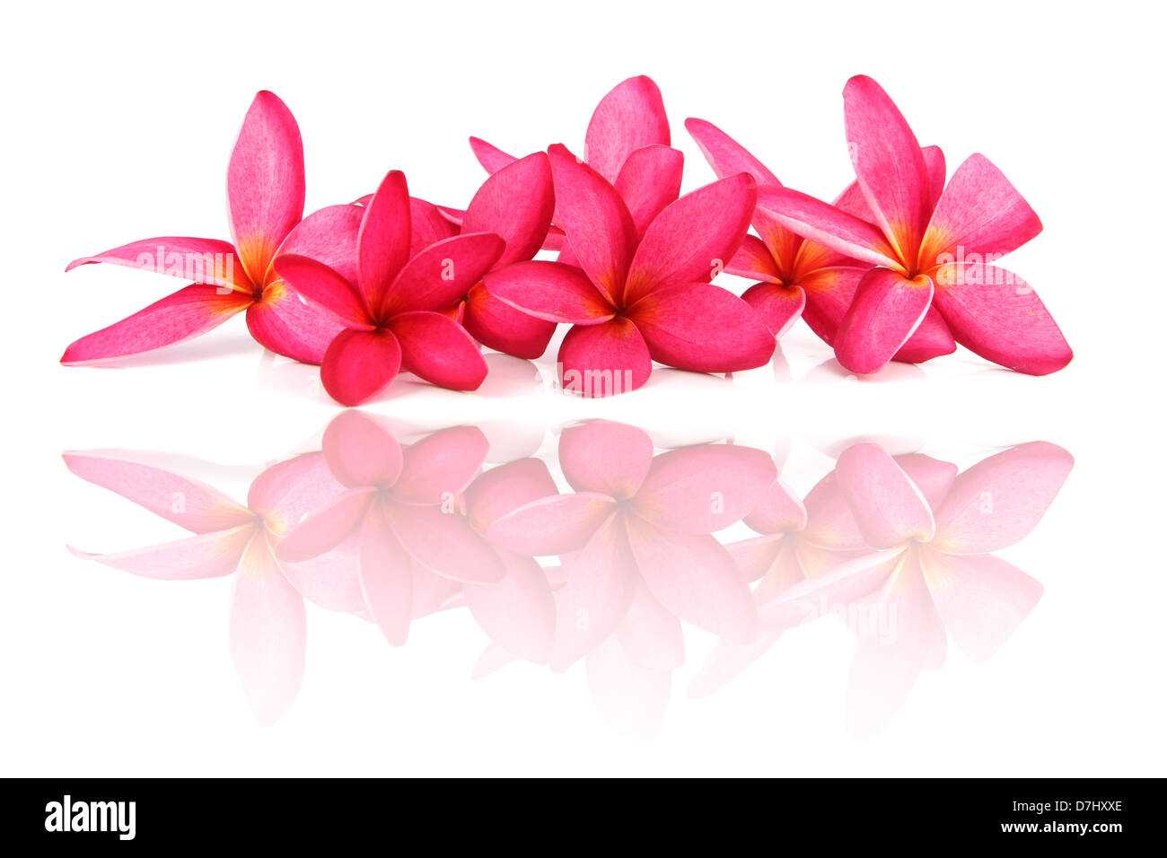 The Red frangipani Colors on a white background. Stock Photo