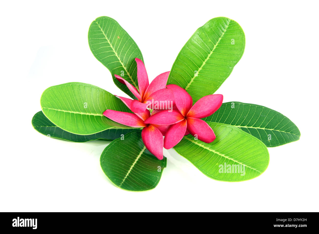 Red frangipani colors and leaves on a white background. Stock Photo