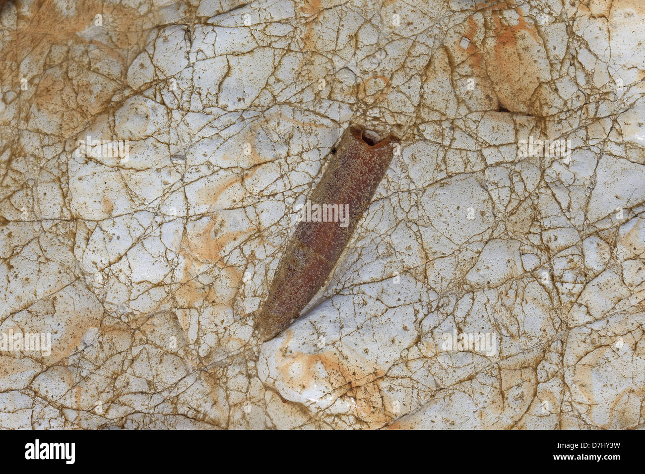 Belemnite fossil Stock Photo