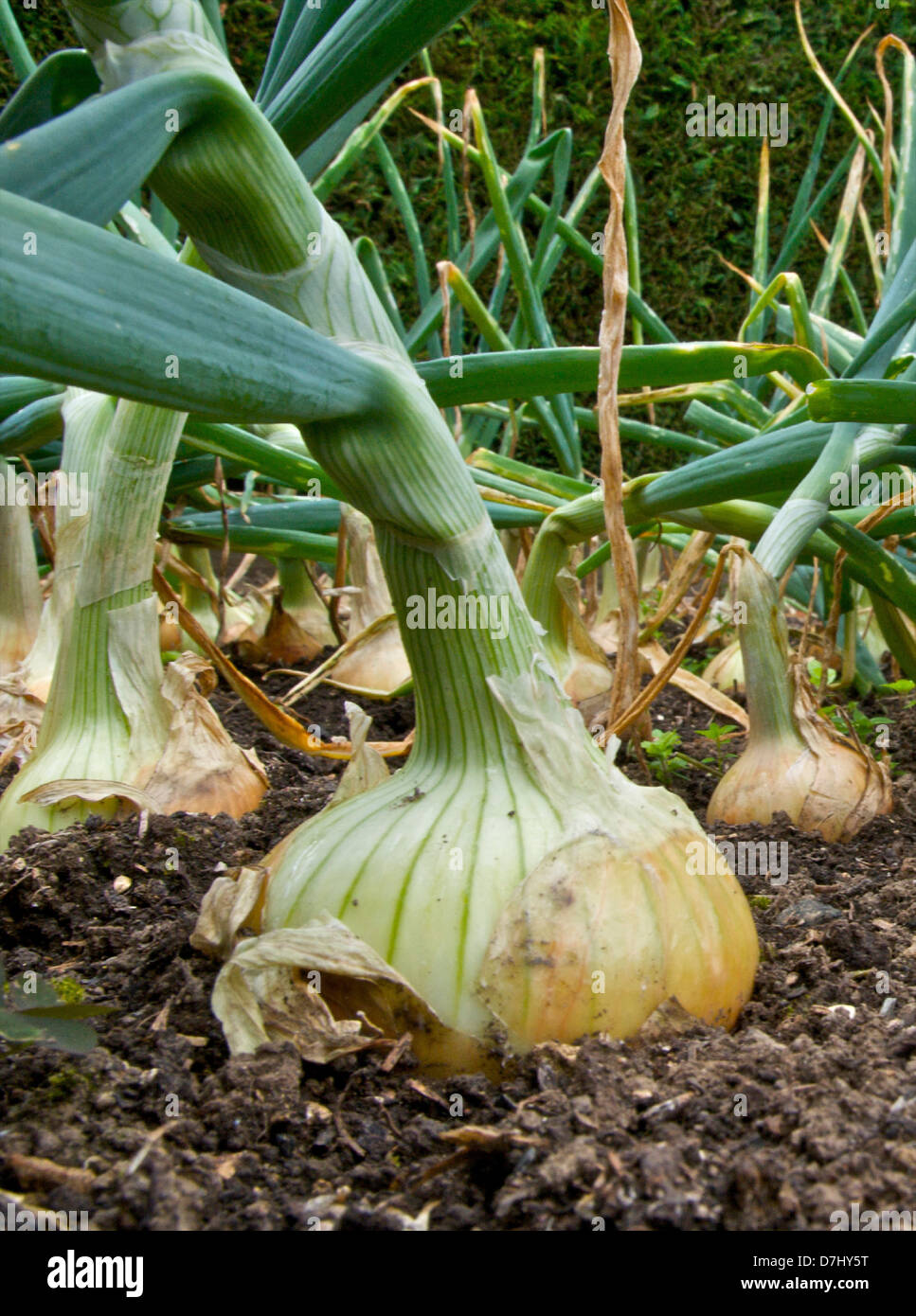 An onion crop in a vegetable garden Stock Photo