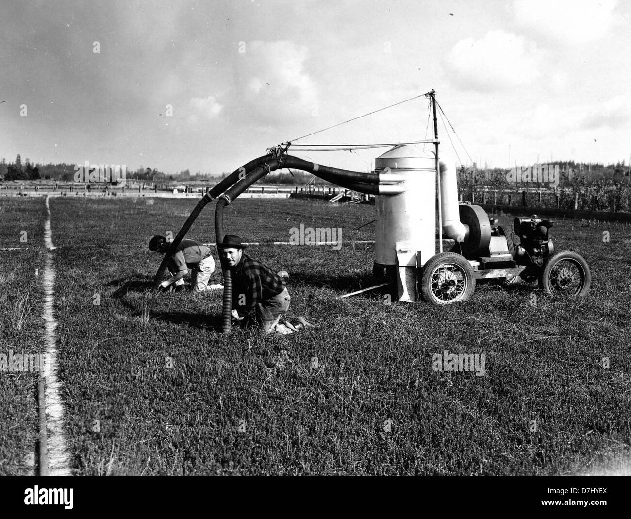 Cranberry picking machine, 1946 Stock Photo