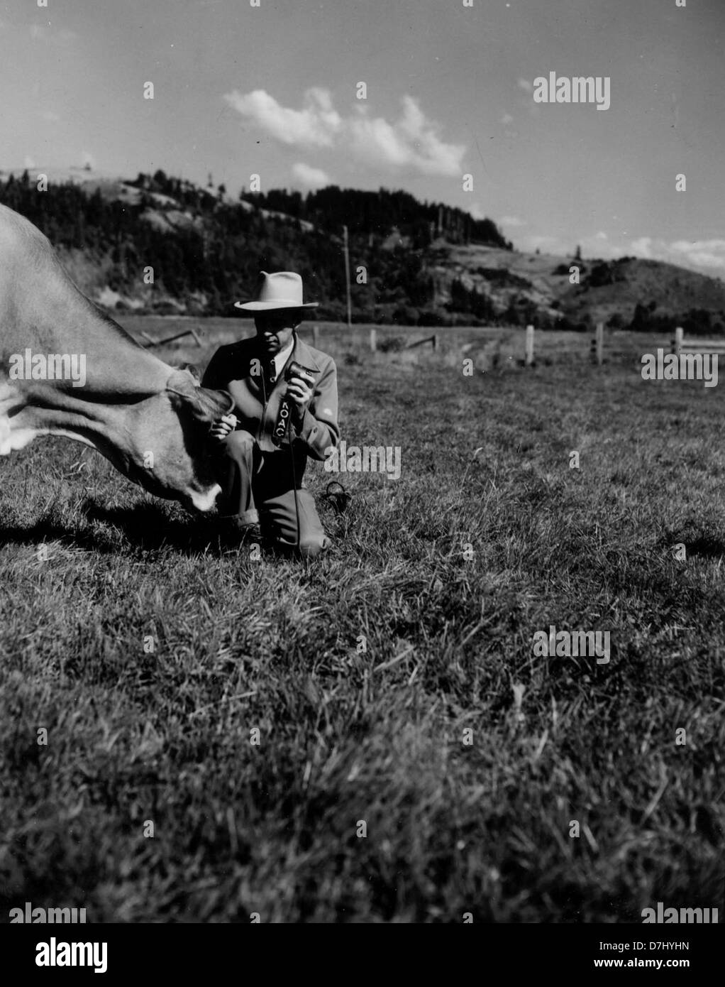 Arnold Ebert of KOAC interviewing a cow, 1950 Stock Photo