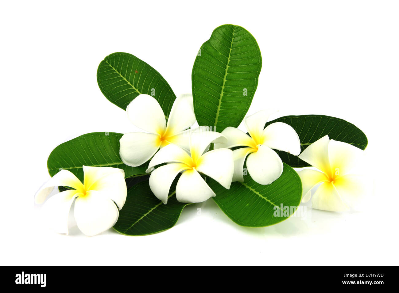 White frangipani and Green leaf on a white background. Stock Photo