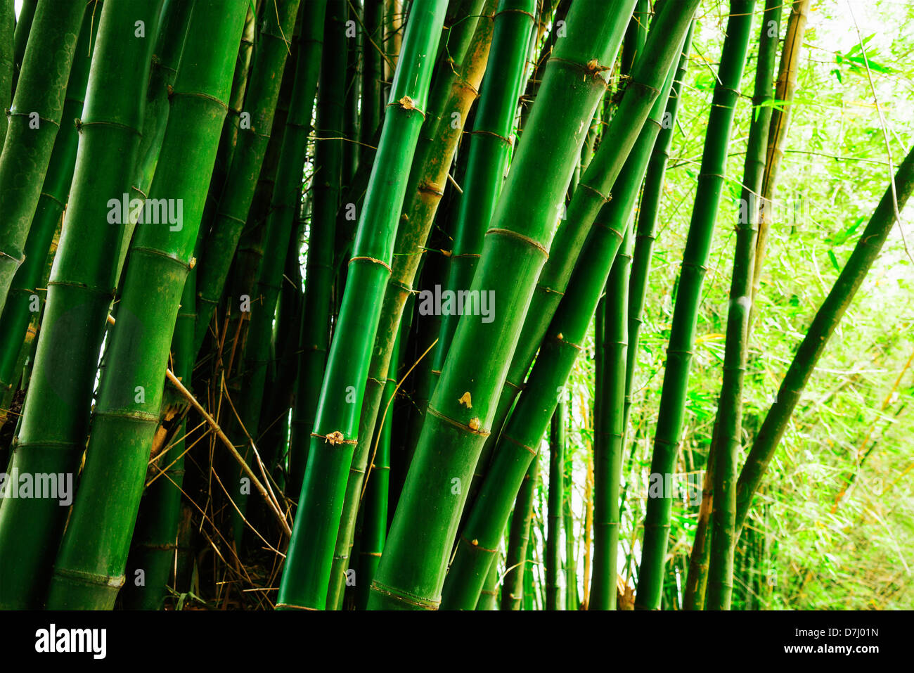 Jamaica, Bamboo grove Stock Photo Alamy
