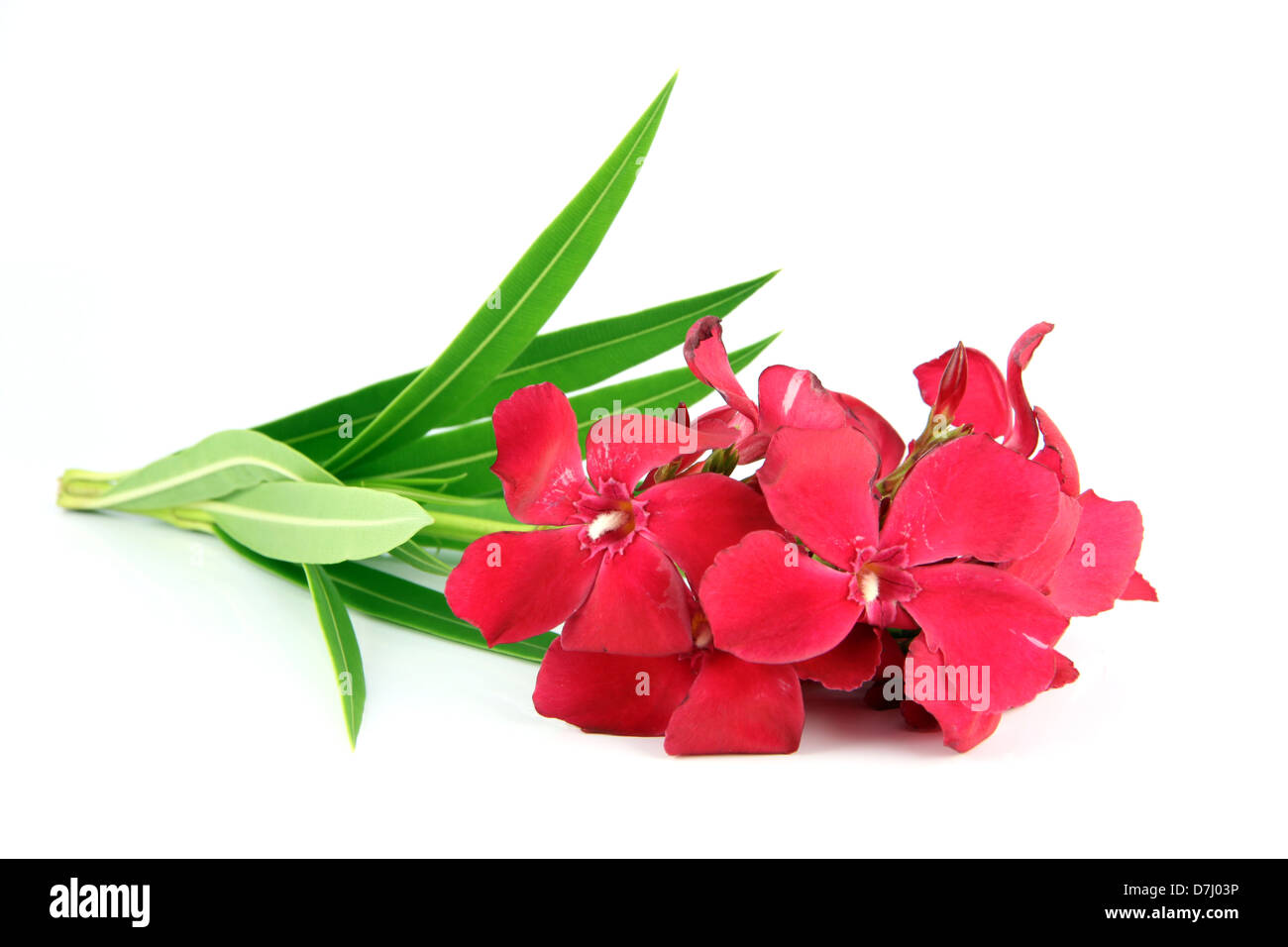Bouquet of red flowers on a white background. Stock Photo