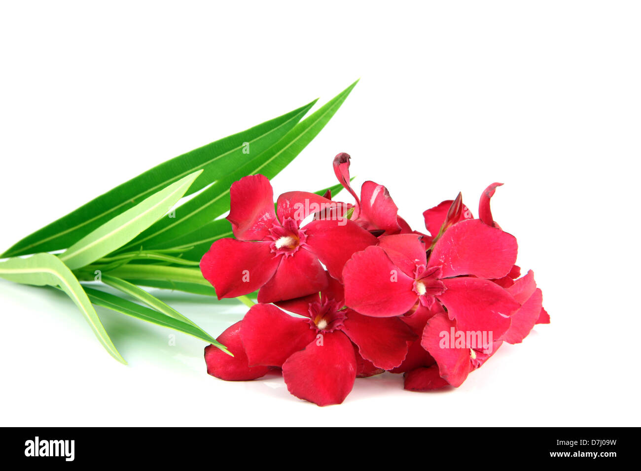 Bouquet of red flowers on a white background. Stock Photo