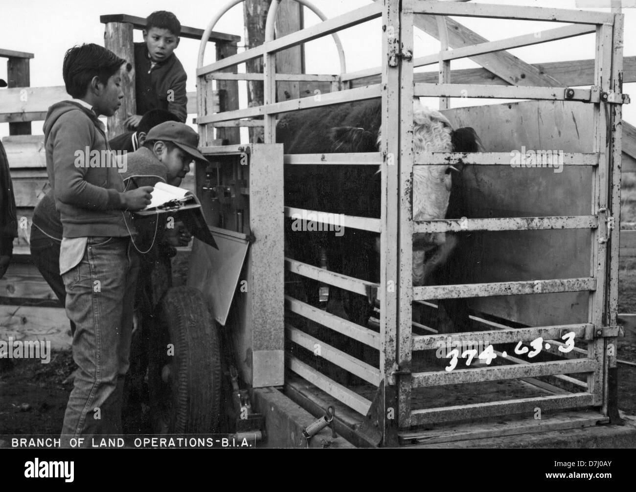 warm-springs-4-h-members-get-training-stock-photo-alamy