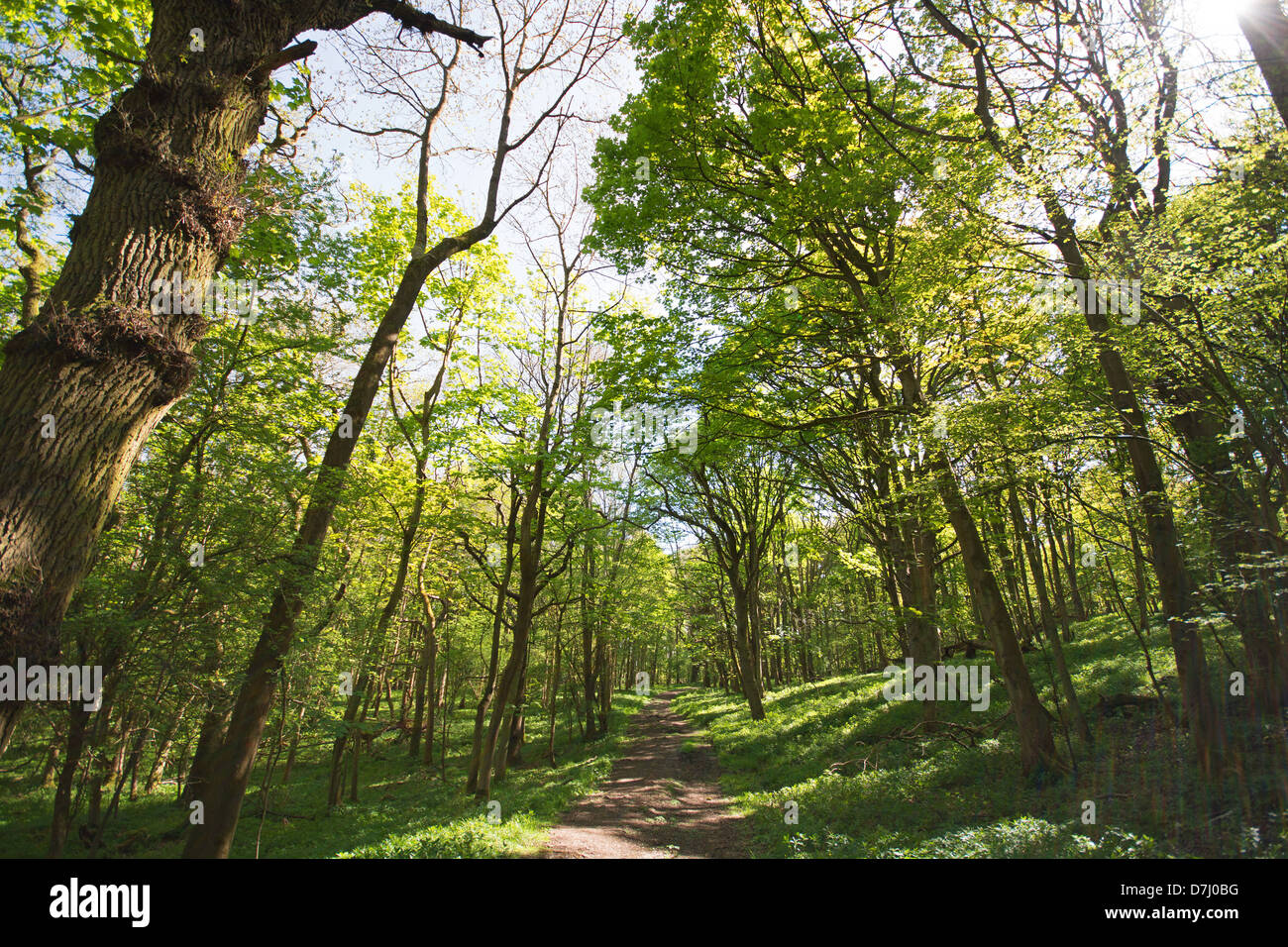 OXFORDSHIRE, UK. A path through Wytham Great Wood near Oxford. 2013. Stock Photo