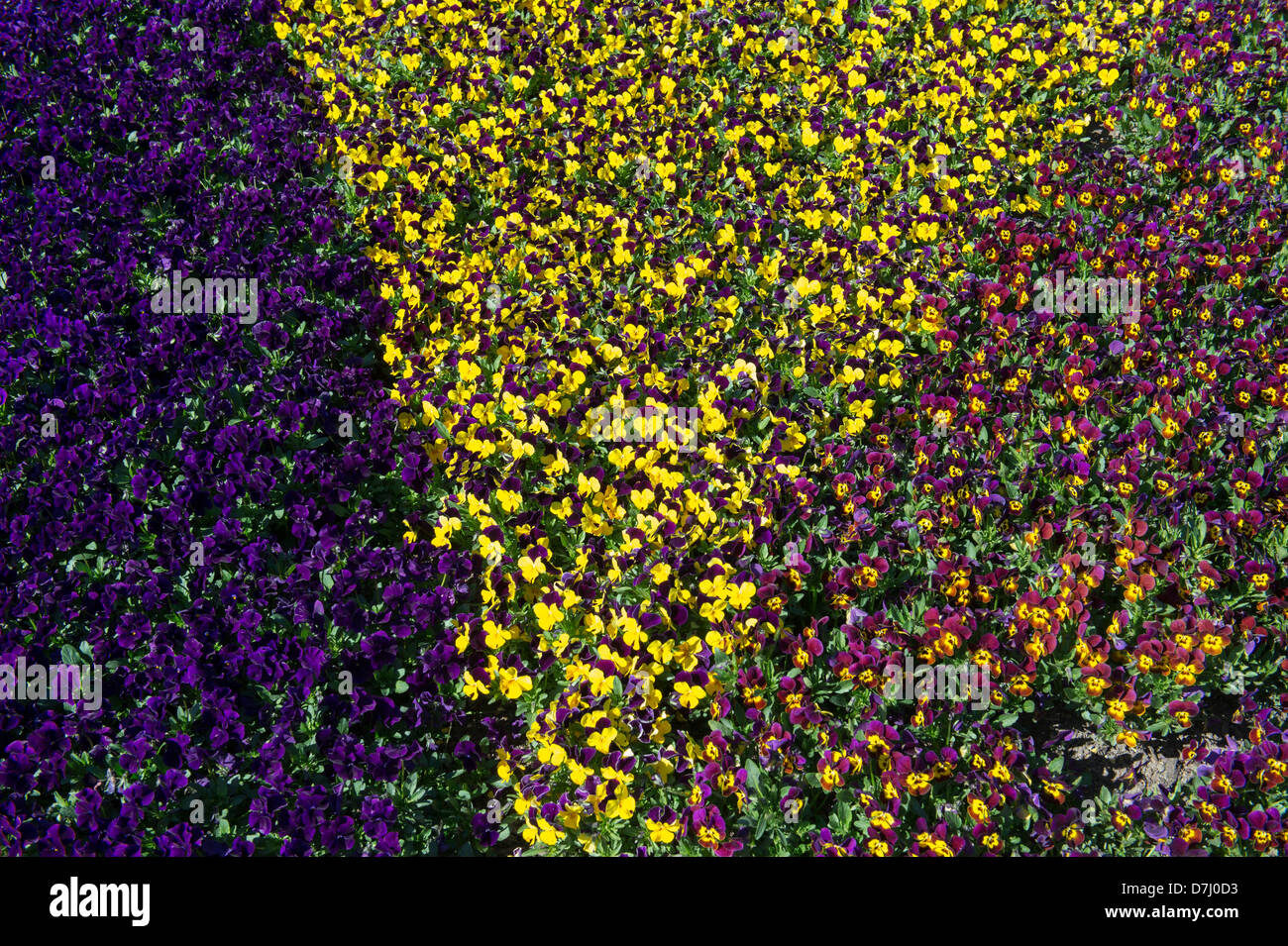 Pansy Display Pansy / Violet flower display at RHS Wisley Gardens, Surrey, England ...