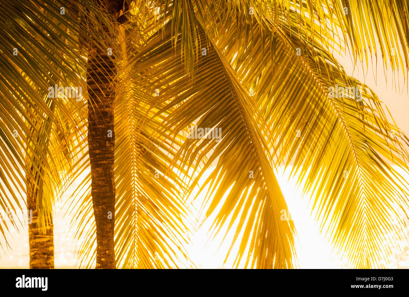 Jamaica, Palm tree at sunset Stock Photo