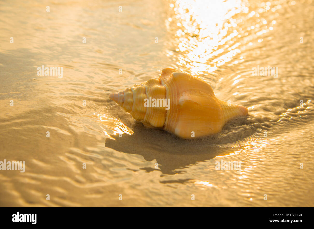 Jamaica, Conch shell on beach Stock Photo Alamy