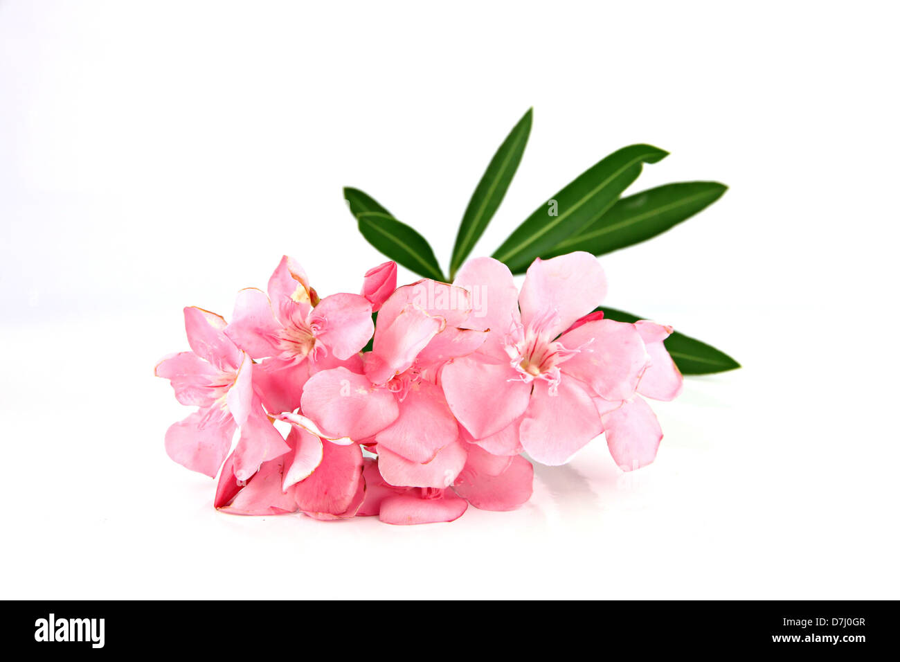 Bouquet of light pink flowers on a white background. Stock Photo