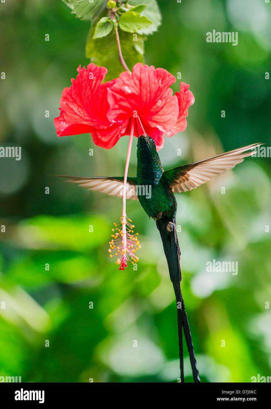 Jamaica, Hummingbird feeding with flower nectar Stock Photo Alamy
