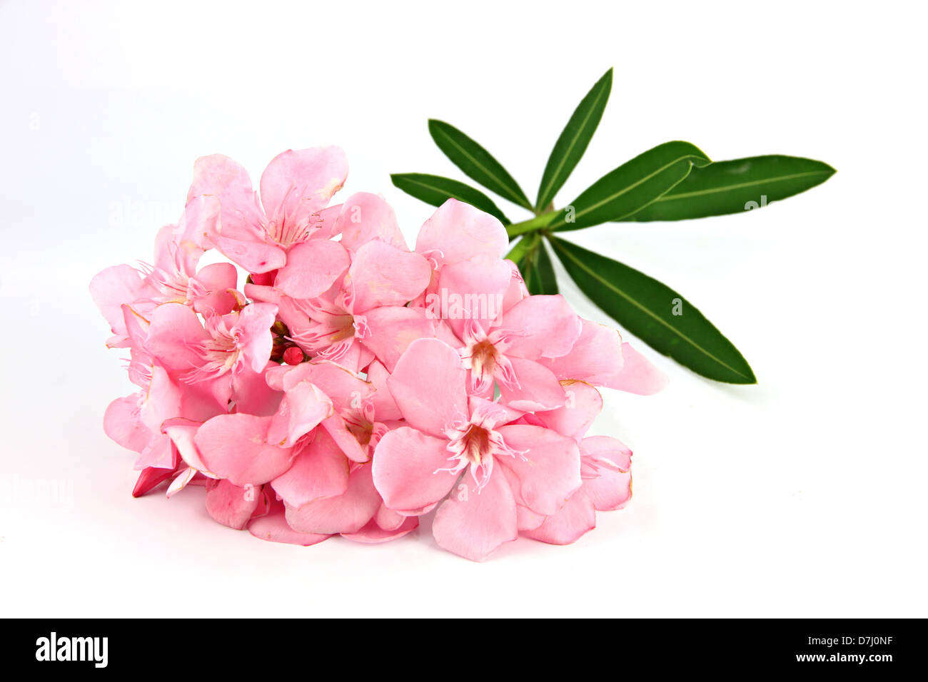 Bouquet of light pink flowers on a white background. Stock Photo