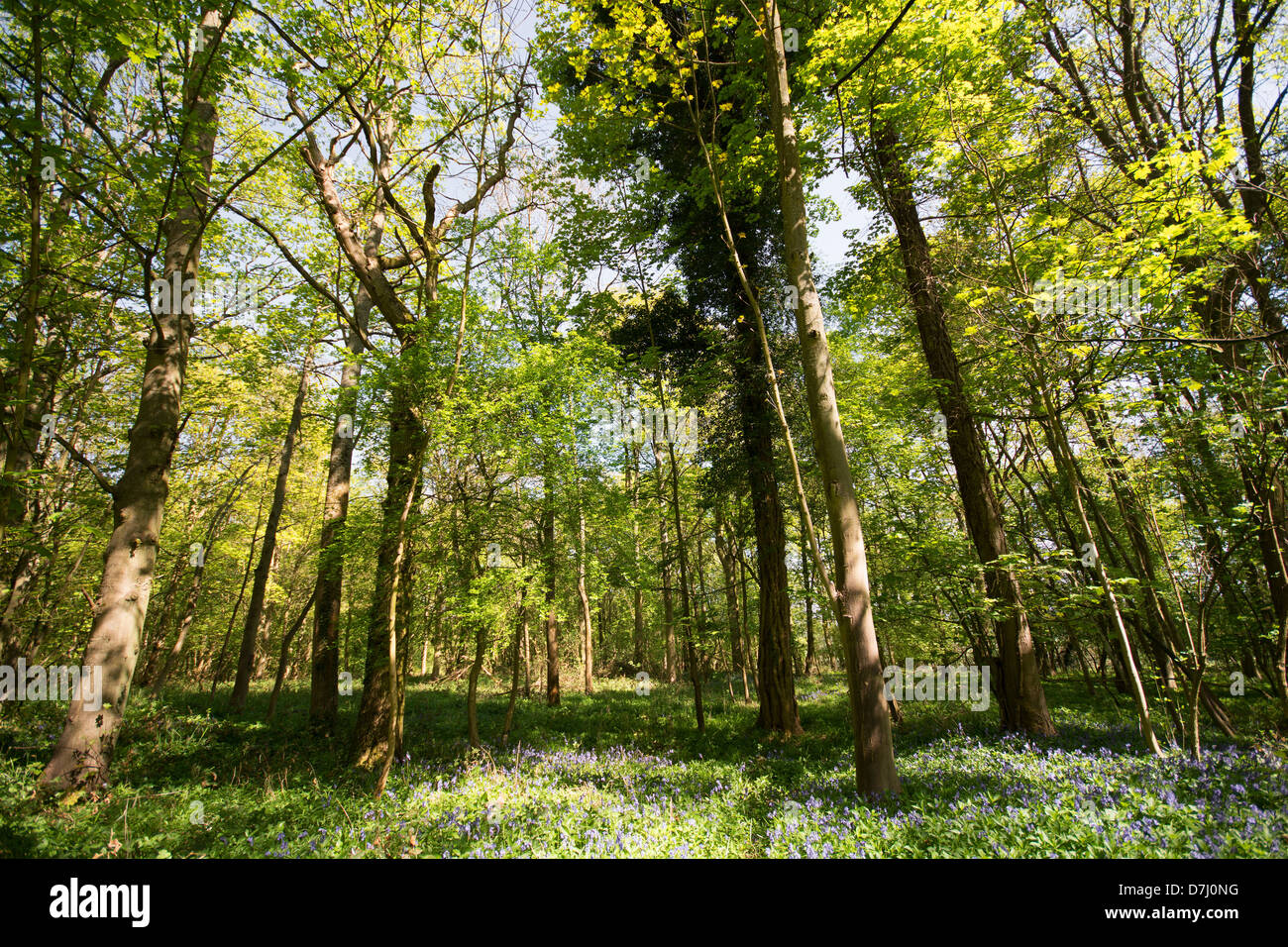 OXFORDSHIRE, UK. Spring in Wytham Great Wood near Oxford. 2013. Stock Photo