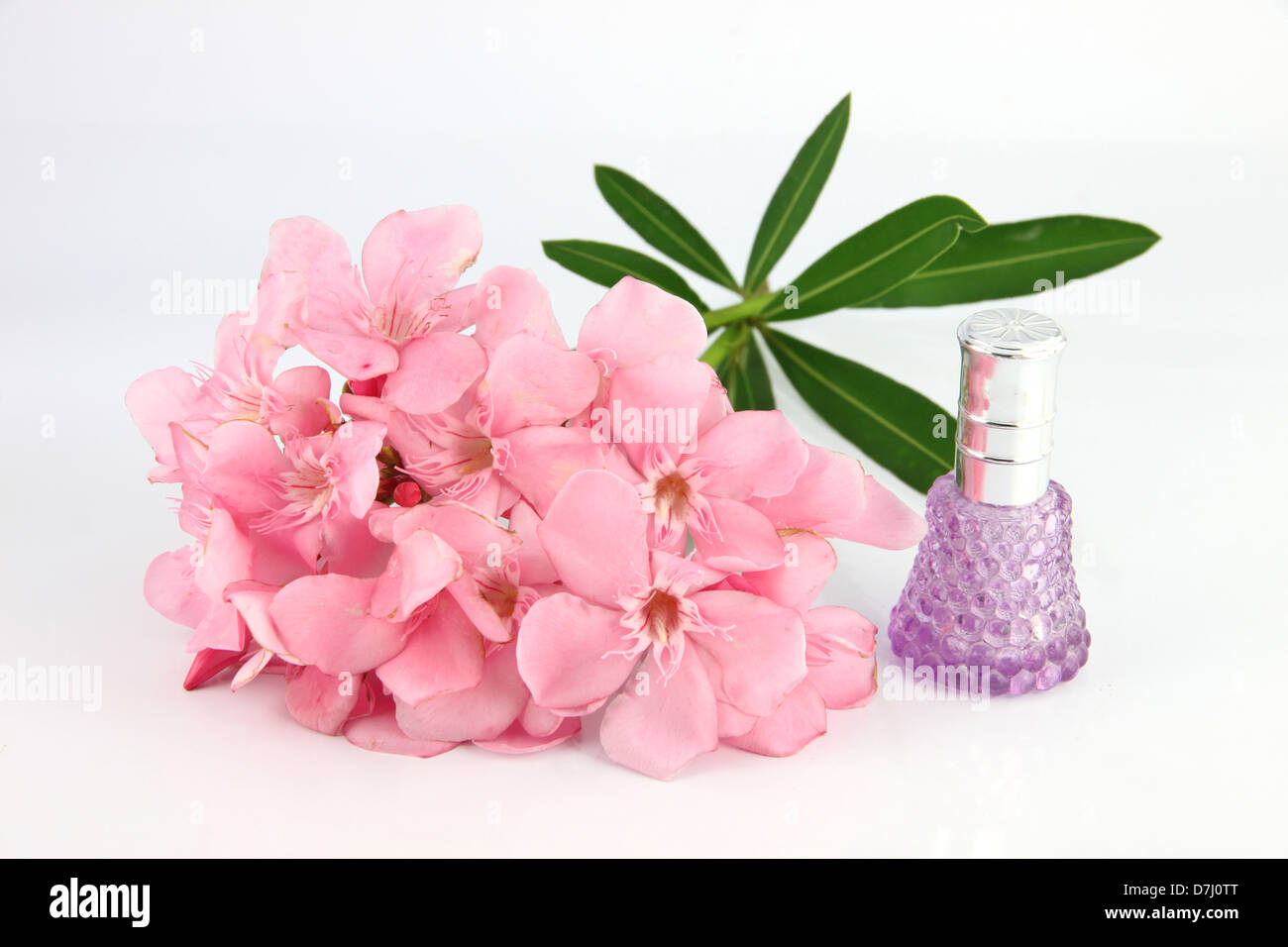 Bouquet of light pink flowers and violet Perfume bottles on the white background. Stock Photo