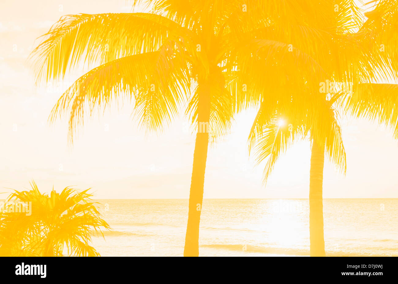 Jamaica, Silhouette of palm trees Stock Photo