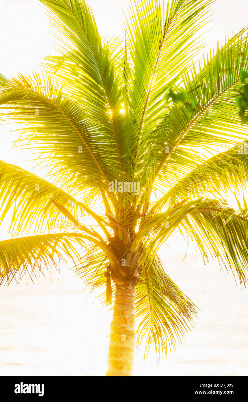 Jamaica, Palm tree Stock Photo