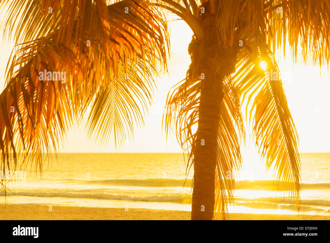 Jamaica, Silhouette of palm tree Stock Photo