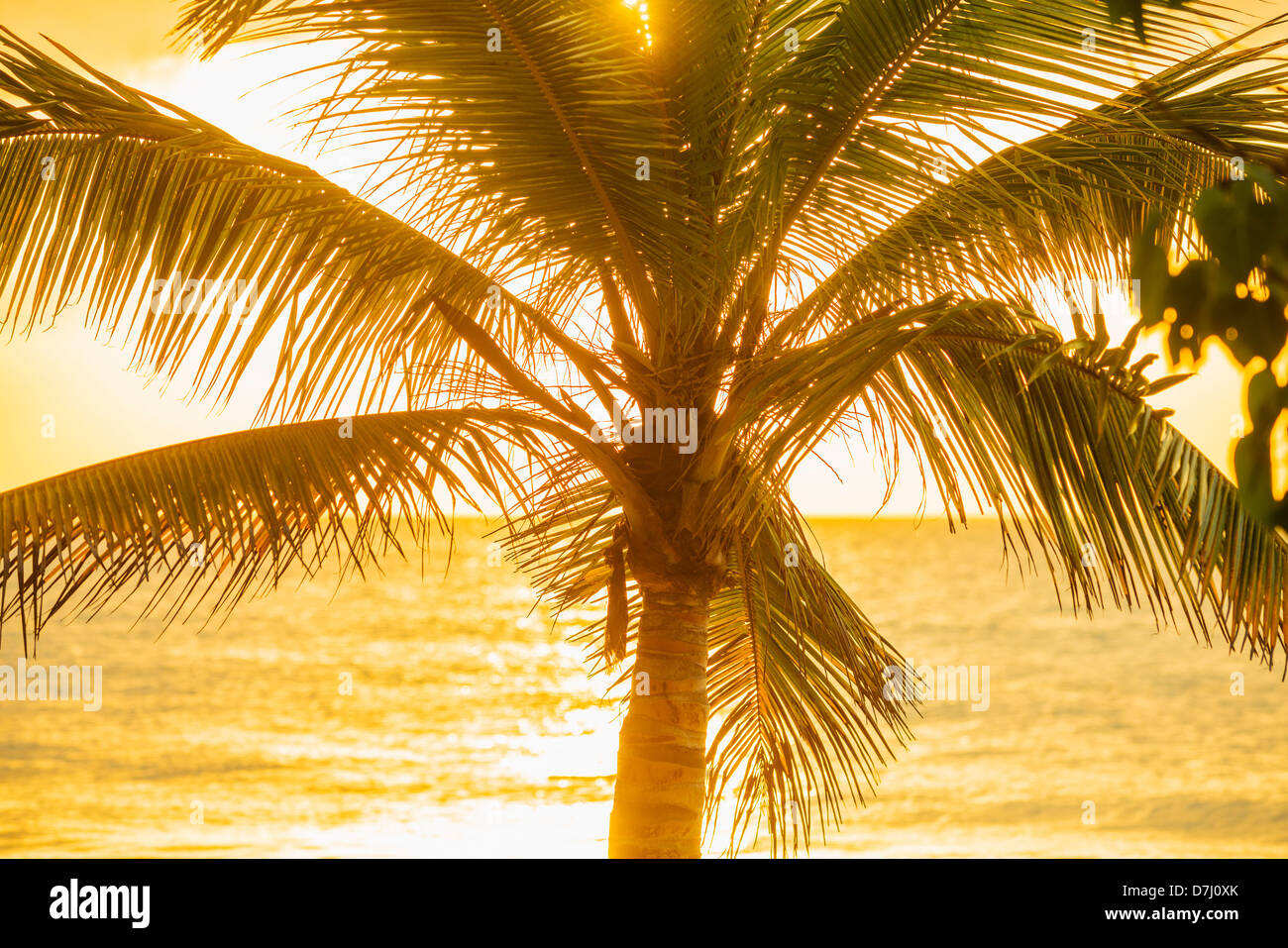 Jamaica, Silhouette of palm tree Stock Photo